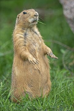 Black-tailed Prairie Dog (Cynomys ludovicianus) stands attentively, France