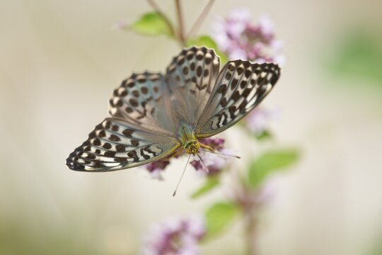 Silver-washed Fritillary (Argynnis paphia f valesina), female, green-gray form, Thuringia, Germany