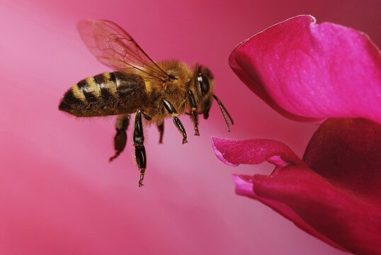 Honey bee (Apis mellifera) in flight on the flower of Snapdragon (Antirrhinum), Germany
