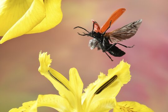 Black-headed Cardinal beetle (Pyrochroa coccinea), in flight, on a yellow flag (Iris pseudacorus) Germany