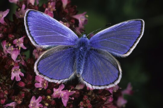 Common Blue (Polyommatus icarus), male on Thyme