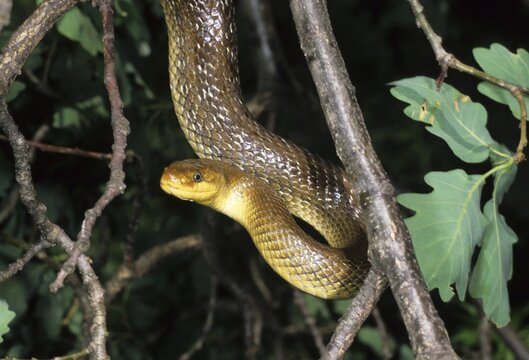 Aesculapian snake (Elaphe longissima)  in bush Neusiedlersee Austria