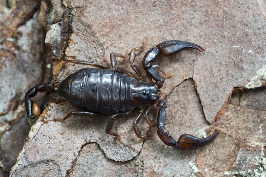 Alpenskorpion (Euscorpius germanus), Gurgltal, Tyrol, Austria