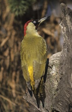 Green woodpecker (Picus viridis)
