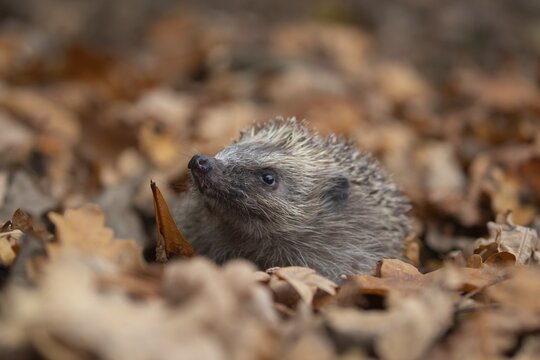European hedgehog (Erinaceus europaeus) amongst fallen autumn leaves, Suffolk, England, United Kingdom