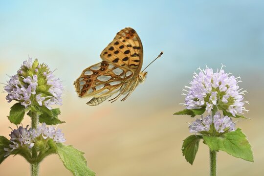 Queen of Spain fritillary (Issoria lathonia) in flight at the flower of a water mint (Mentha aquatica), Germany