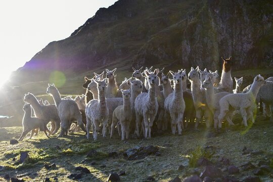 Group of alpacas (Vicugna pacos) in front of a mountain in the morning light, Andes, near Cusco, Peru, South America
