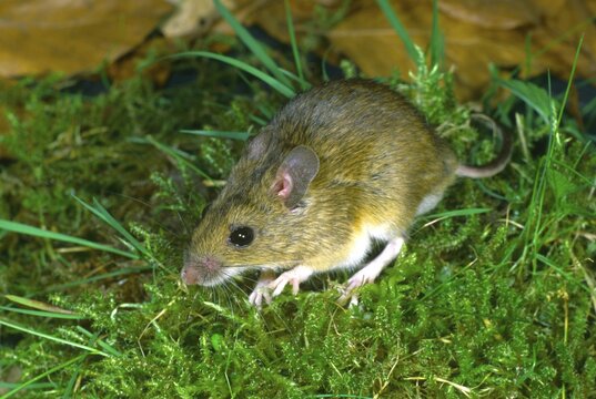 Wood Mouse Apodemus sylvaticus foraging