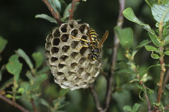 Polistes bischoffi, species from the Polistinae family of Paper Wasps on its nest
