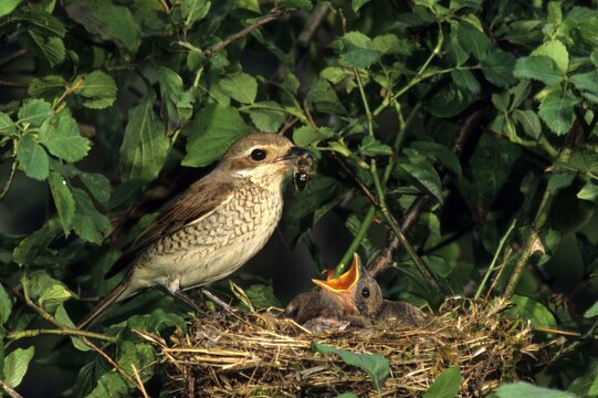 Red-backed Shrike (Lanius collurio), female, feeding young birds on the nest