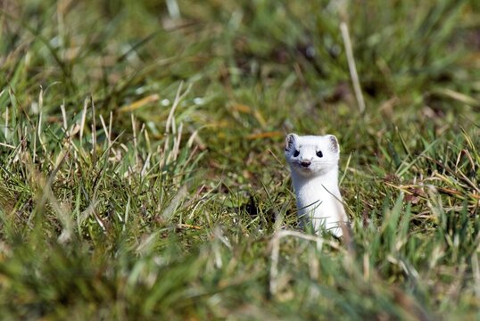 Stoat, Short-tailed Weasel or Ermine (Mustela erminea), Wattens, Tirol, Austria, Europe