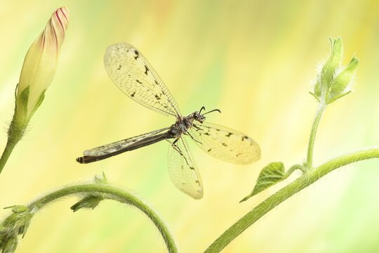 Euroleon nostras (Euroleon nostras) in flight at a (Ipomoea), Germany