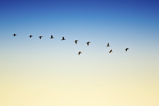 Cormorants (Phalacrocorax carbo) in flight, Essoauira, Morocco