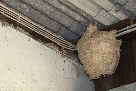 Hornets' nest with hornets (Vespa crabro) in a warehouse, Allgaeu, Germany, Europe