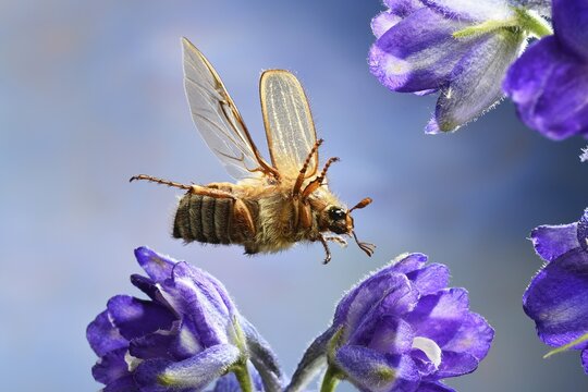 European June beetle (Amphimallon solstitiale), in flight, Germany