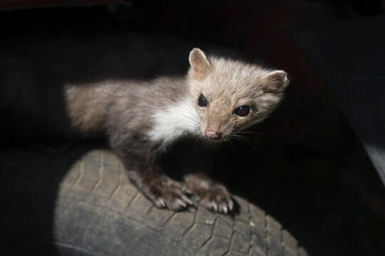 Beech marten (Martes foina) sitting on a car tyre, captive, Germany