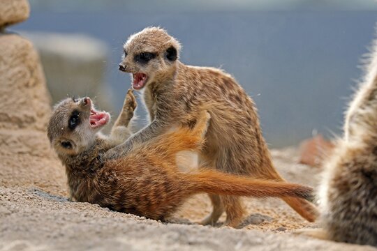 Meerkat (Suricata suricatta) fighting, captive, Germany