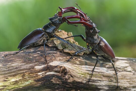 Two fighting Stag beetle ( Lucanus cervus) on an oak trunk, Damme, Lower Saxony, Germany