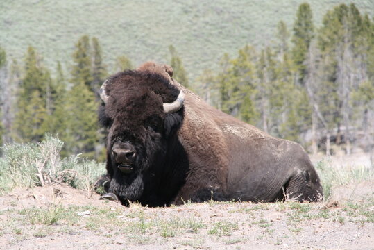 Amerikanischer Bison/B&uuml;ffel