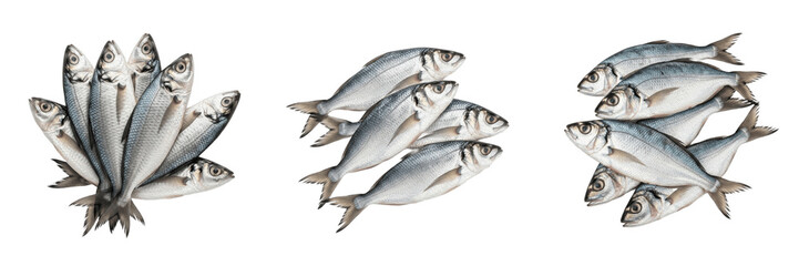 Fototapeta premium Set of Three Fresh Sea Bream Piles Isolated on White Background, Raw Silver Fish for Culinary Recipes, High-Quality PNG Elements for Seafood Market Advertising, Healthy Protein Ingredient for Mediterr