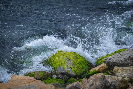 Waves crashing on the shore. On a rocky seashore. Rocks covered in moss. Ulva compressa. 
