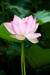 Obraz premium Beautiful pink lotus flower blooming with green leaves in summer