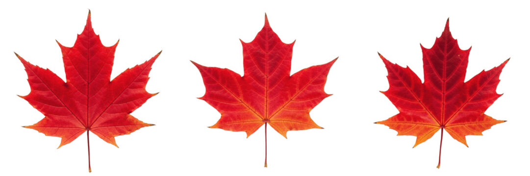 Set of Three Red Maple Leaves, Vibrant Autumn Foliage PNG Elements Isolated on White Background, Seasonal Fall Clipart for Nature and Design Projects, High-Quality Graphic Assets for Professional Use,