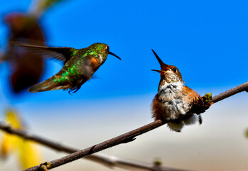 Fototapeta premium Mother Hummingbird feeding baby