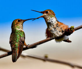 Fototapeta premium Mother Hummingbird feeding cute colorful Baby