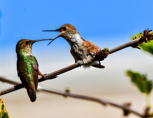Fototapeta premium Baby Hummingbird Feeding time by Mother perched on branch