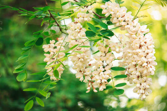 black locust tree branch