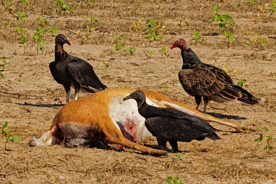 Black vultures, Coragyps atratus, and a Turkey Vulture Cathartes aura, feeding from a deer carcass.
