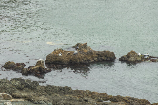 Seals laying on a rock