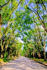 Fototapeta premium 緑の木々がトンネルのように包み込む美しい並木道と木漏れ日の風景
