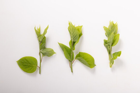 Matatabi Images  Browse 398 Stock Photos, Vectors, and Video | Adobe Stock