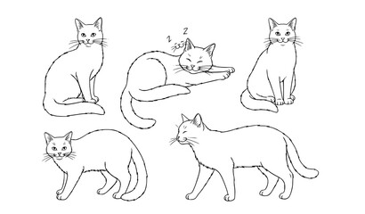 Naklejka premium set of cats