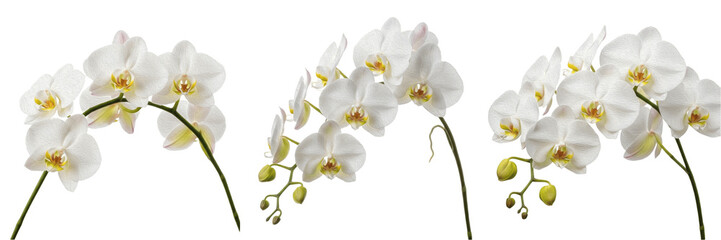 Fototapeta premium White Orchid Flowers Set Isolated on White Background, Tropical Phalaenopsis Branch Collection for Floral Design, Elegant Spring Blossom Arrangement for Wedding Decor and Greeting Cards, High-Resoluti