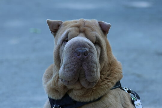 Portrait de chien Shar-Pei beige avec plis caract&eacute;ristiques