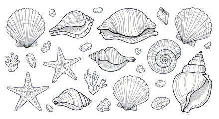 Seashell Collection: Hand-Drawn Vintage Illustration of Various Shells and Starfish © udin