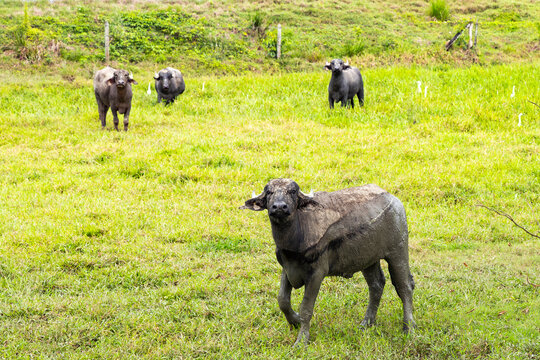 A herd of water buffalo looking at the camera in a cattle field surrounded by natural vegetation - Bubalus bubalis