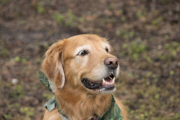 Fototapeta premium golden retriever portrait