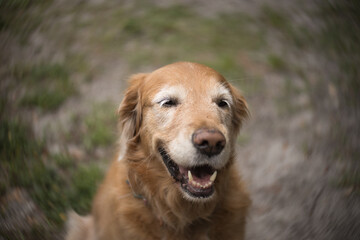 Obraz premium golden retriever dog