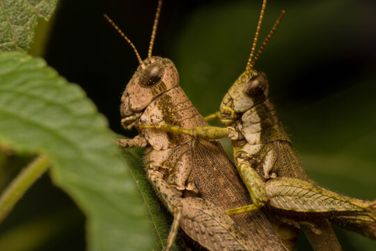 grasshopper on a leaf