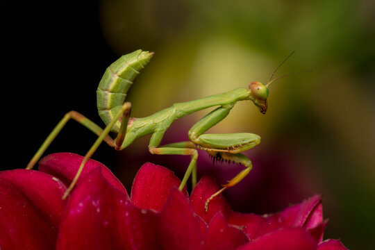 praying mantis