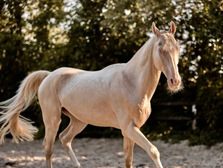 A beautiful Isabella Akhal-Teke stallion walks in the paddock © Елизавета Мяловская