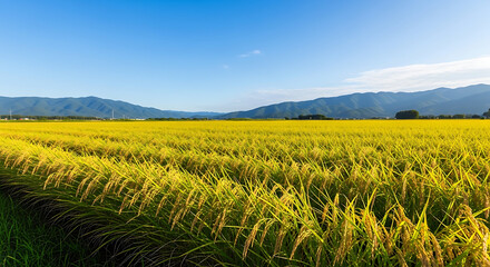 Obraz premium Lush green Japanese rice fields ready for harvest beneath a vast clear blue summer sky with copy space, showcasing rural agriculture and scenic landscape in Japan during a bright sunny afternoon.