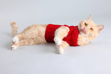Cute ginger cat in red sweater on light background. Pet's clothes © New Africa