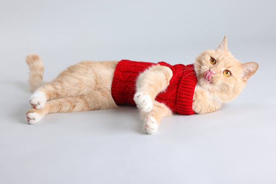 Cute ginger cat in red sweater on light background. Pet's clothes