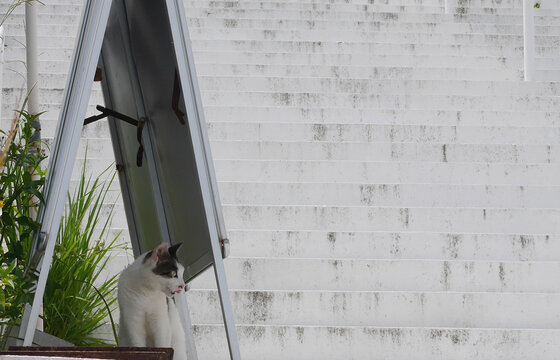 Black and white cat sitting beside tilted frame 
against concrete wall outdoors, Senaga Island, Okinawa, Japan