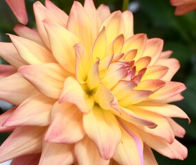 Fototapeta premium close up of yellow flower